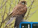 Kestrel