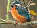 Kingfisher