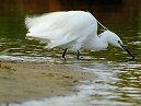 Little Egret