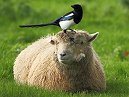 Magpie