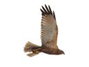 Marsh Harrier