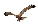 MarshHarrier