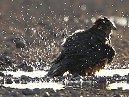 Merlin