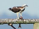 Osprey