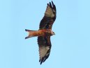 Red Kite