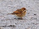 Reed Bunting