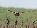 Short Eared Owl