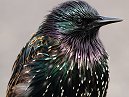 Starling