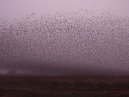 Starlings