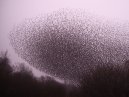 Starlings