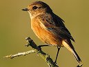 Female Stonechat