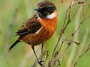 Stonechat