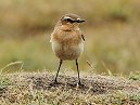 Wheatear