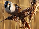 Bearded Tit