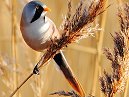 Bearded Tit