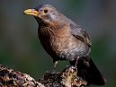 Blackbird