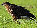 Buzzard