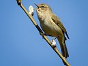 Chiffchaff