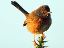 Dartford Warbler