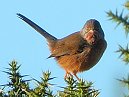 Dartford Warbler