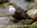 Dipper