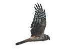 Female Hen Harrier