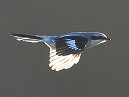 Great Grey Shrike