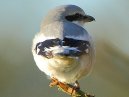 Great Grey Shrike