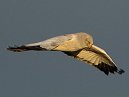 Hen Harrier