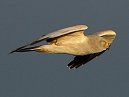 Hen Harrier