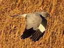 Hen Harrier