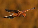 Kestrel Hovering