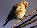 Lesser Redpoll