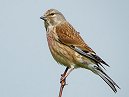 Linnet