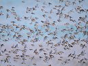 Linnets