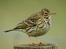 Meadow Pipit