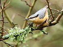 Nuthatch