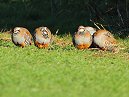 Red Legged Partridge