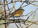 Red Flanked Bluetail