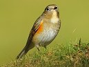 Red Flanked Bluetail