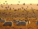Starlings
