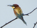 Bee-Eater