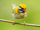 Firecrest