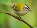 Firecrest