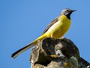 Grey Wagtail