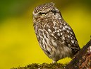 Little Owl