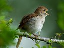 Nightingale