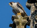 Peregrine