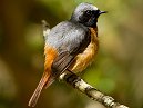 Redstart