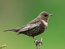 Ring Ouzel